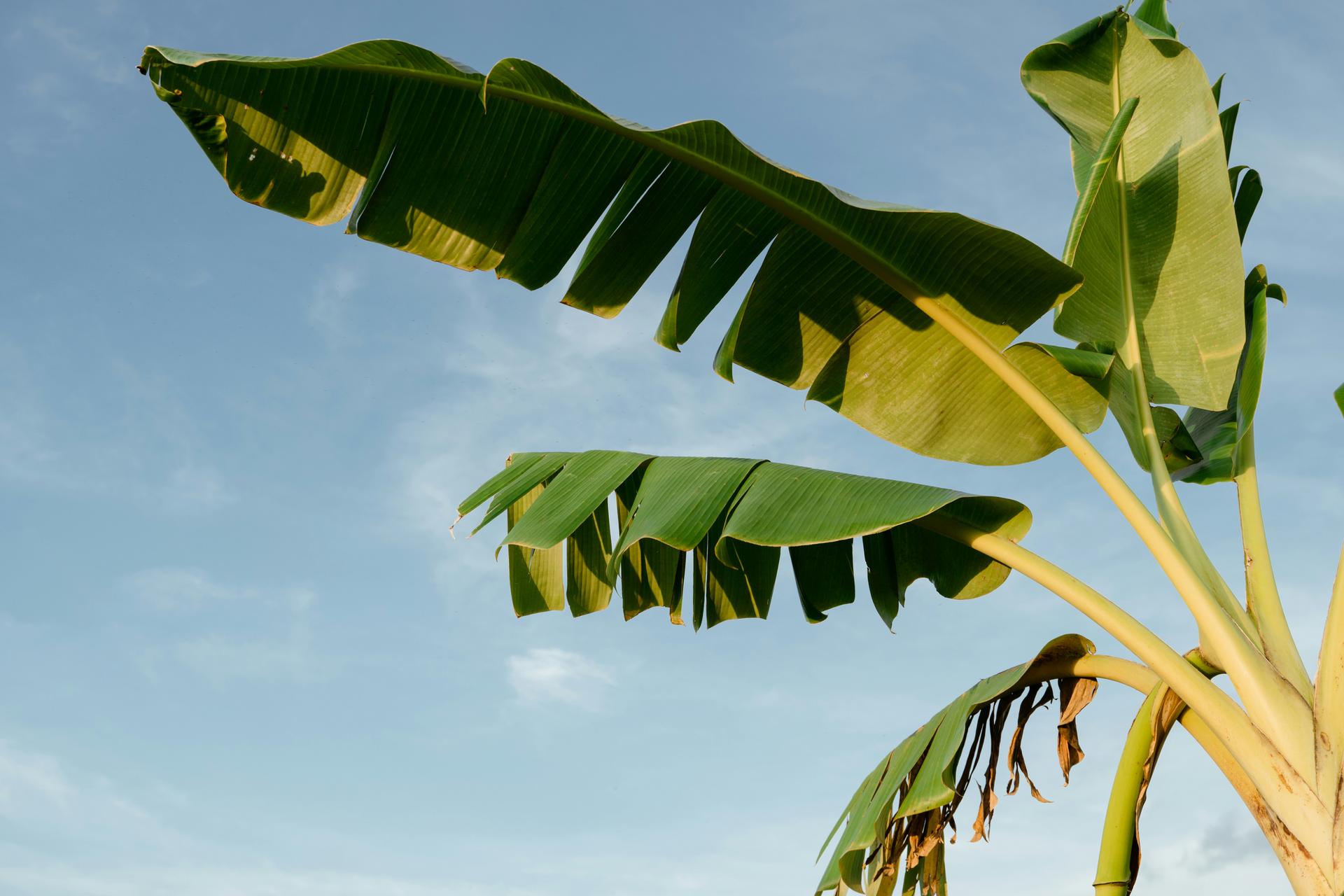 Leistungen RioMove &ndash; Auswandern nach Brasilien