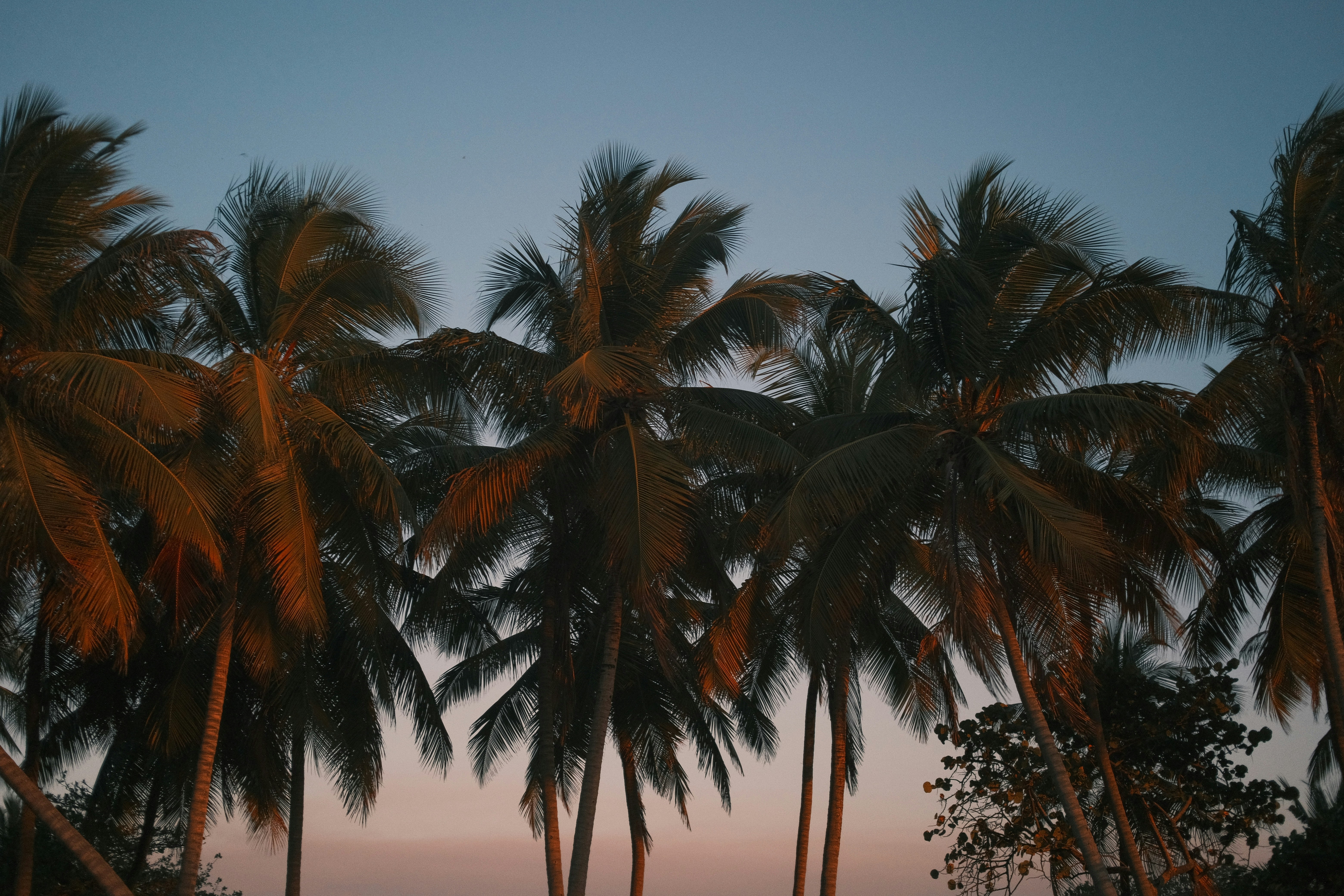 Palmen bei Nacht in Brasilien