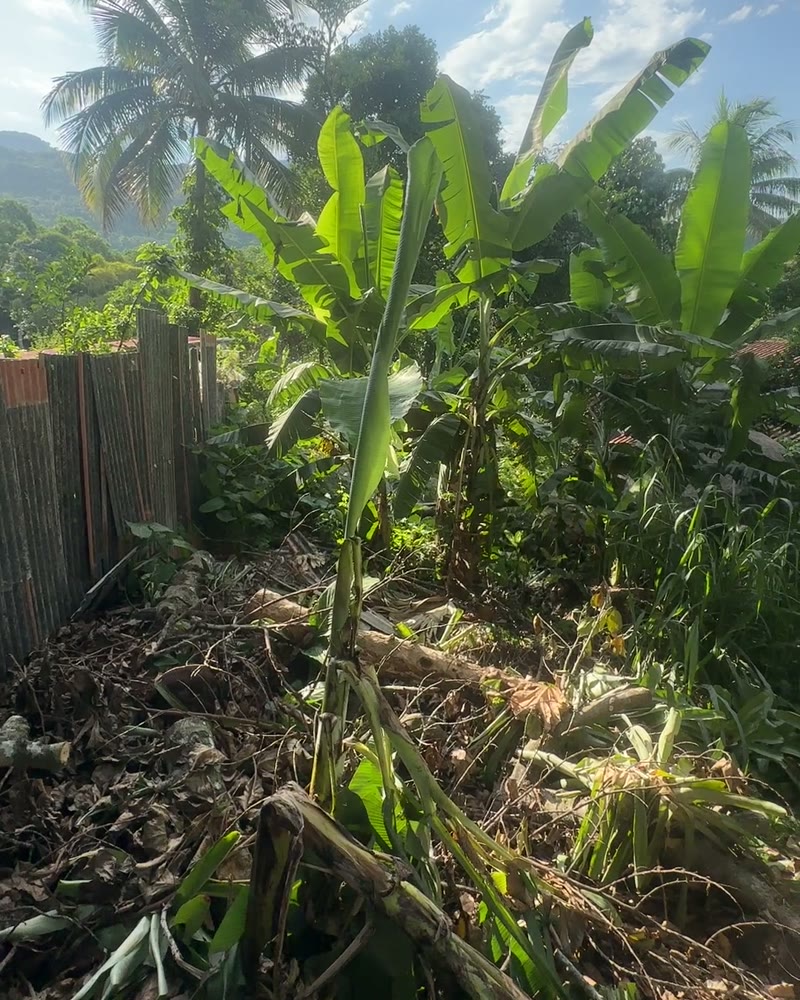 Verwildertes Stück Land mit Bananenstauden am Hang über Abraão